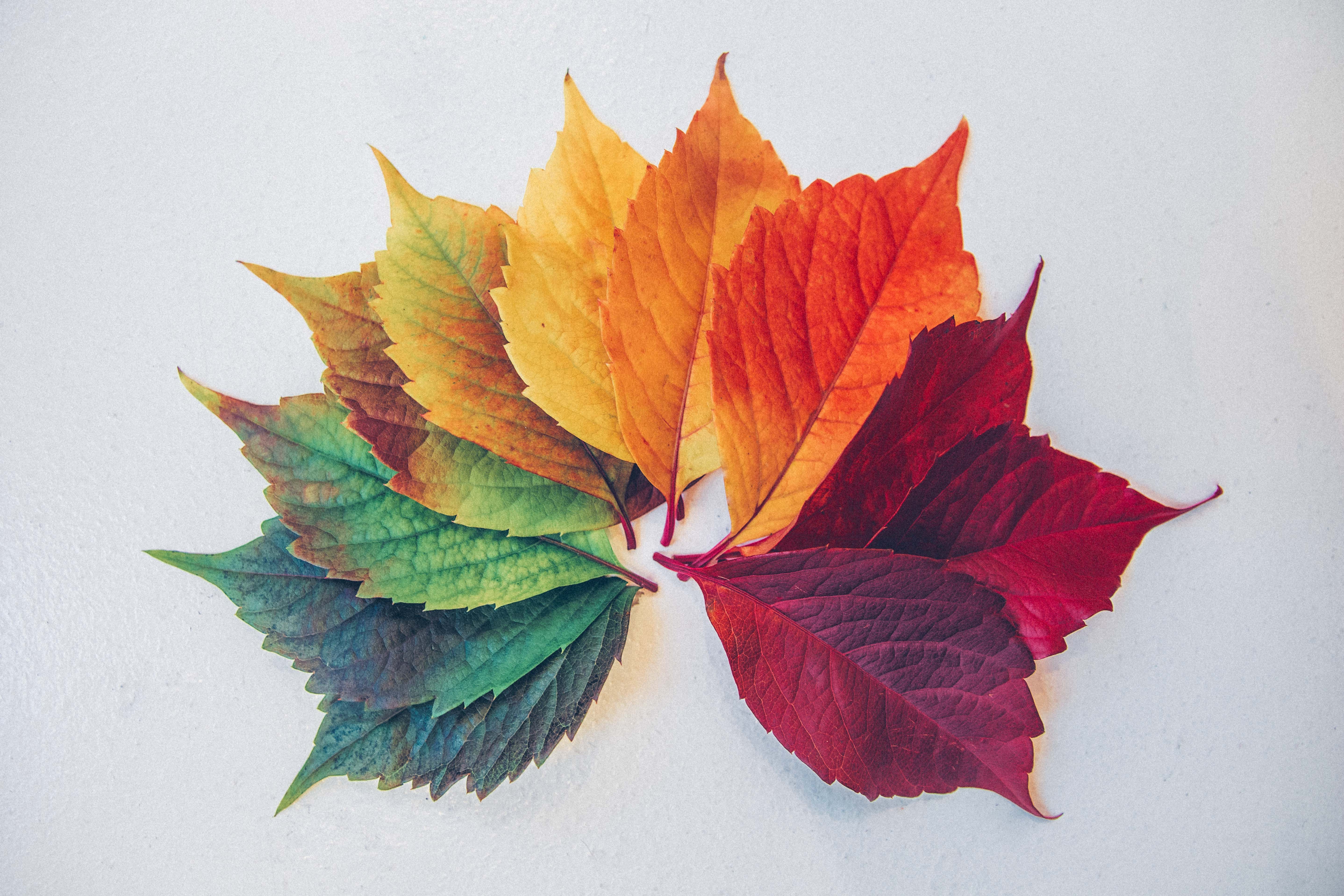 several leaves of the same kind but with different colours