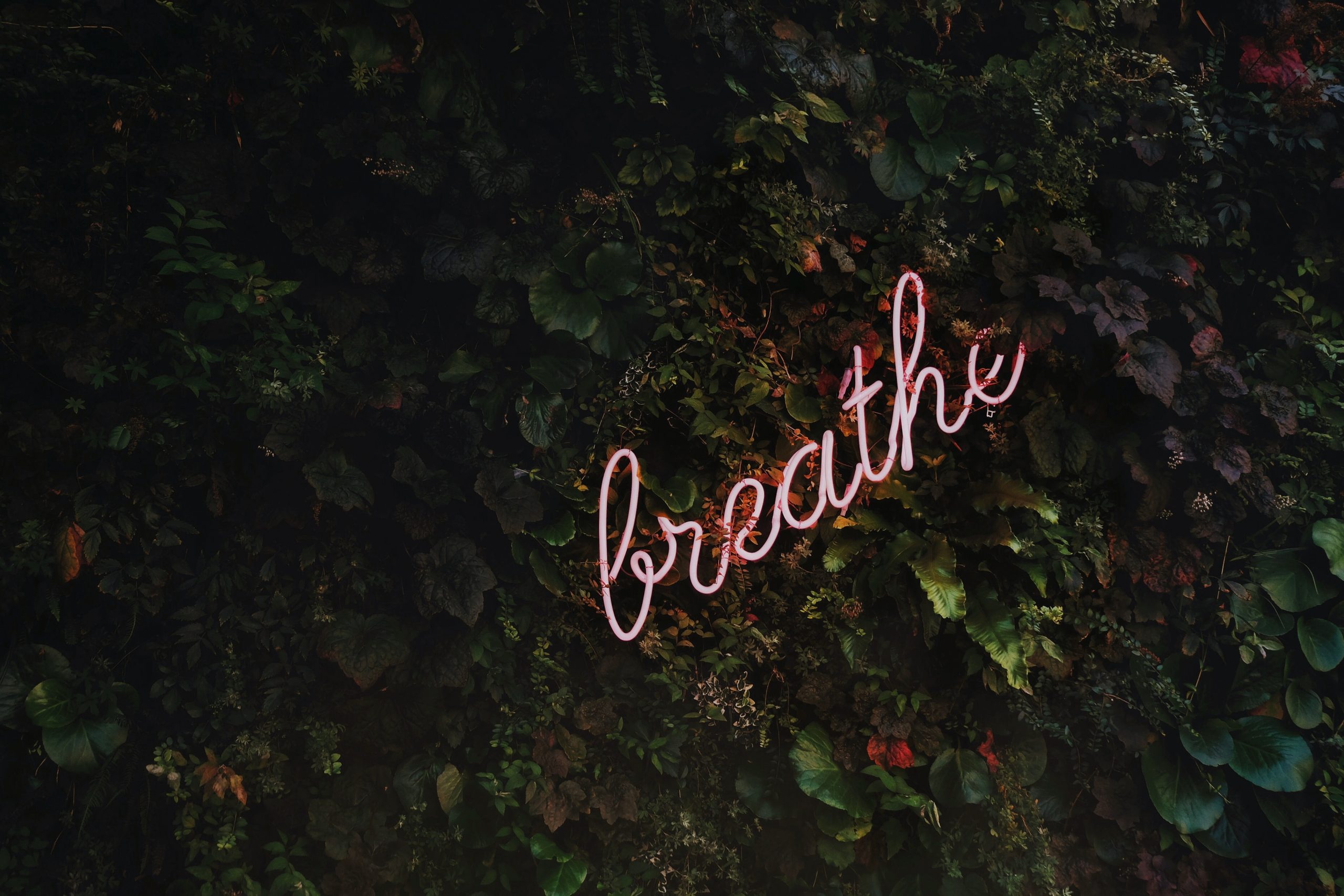neon sign saying 'breathe' against a green wall