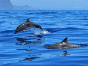 two dolphins swimming side by side in the sea